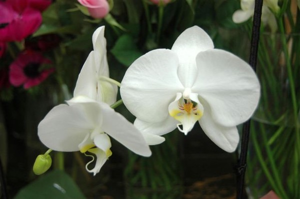 White orchid